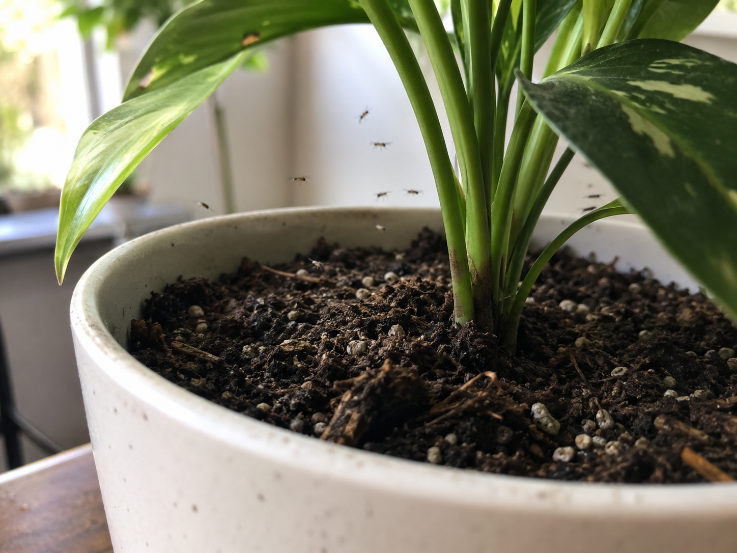 How to Get Rid of Fungus Gnats in Houseplants (2026)