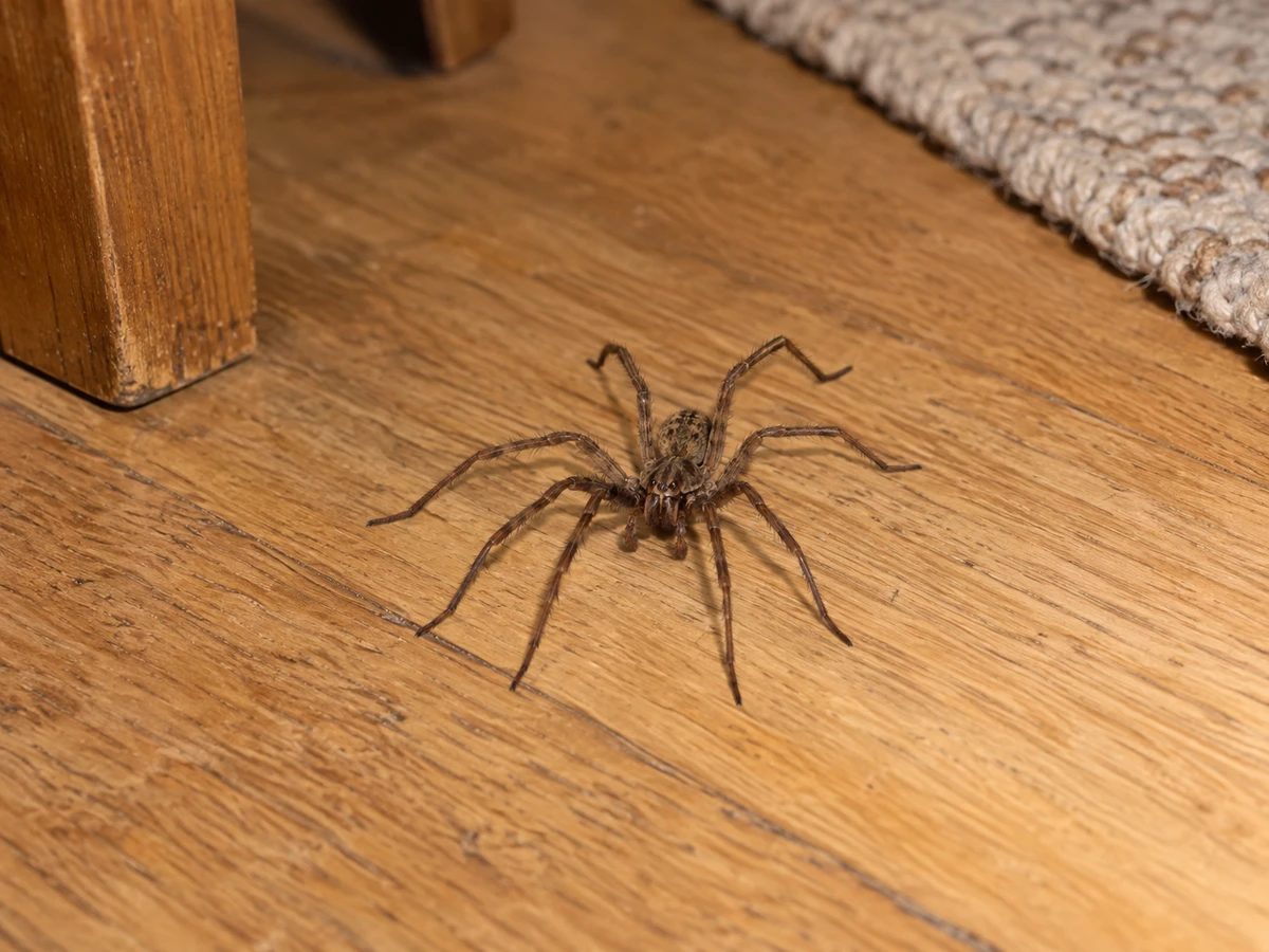 A big spider crossing the living room on a September evening: identification photo (household insects)