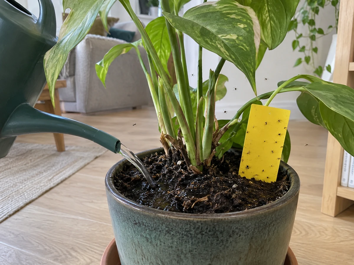 Black gnats lifting off the plant pot when you water: identification photo (flies & gnats)