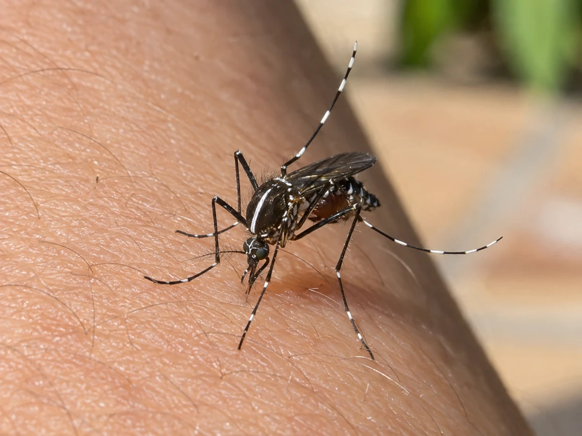 A small black mosquito with white stripes biting your ankles by day: identification photo (mosquitoes)