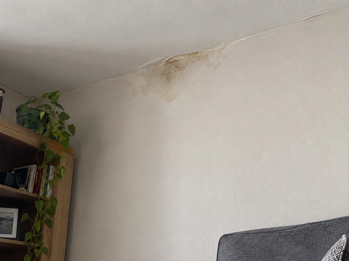 A damp stain and buzzing inside the wall: identification photo (wasps & hornets)