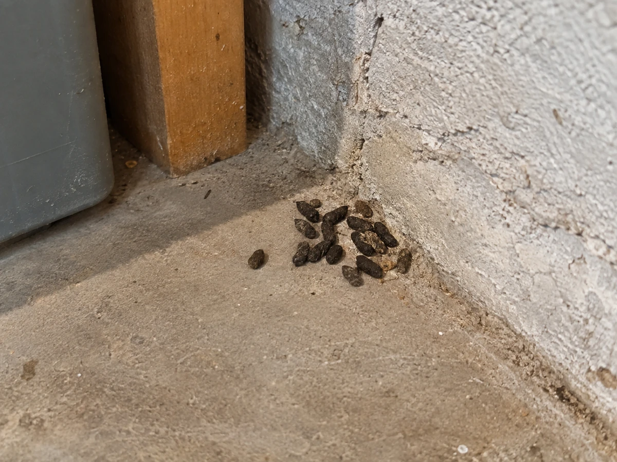 Olive-pit droppings piled up in one corner: identification photo (mice & rats)