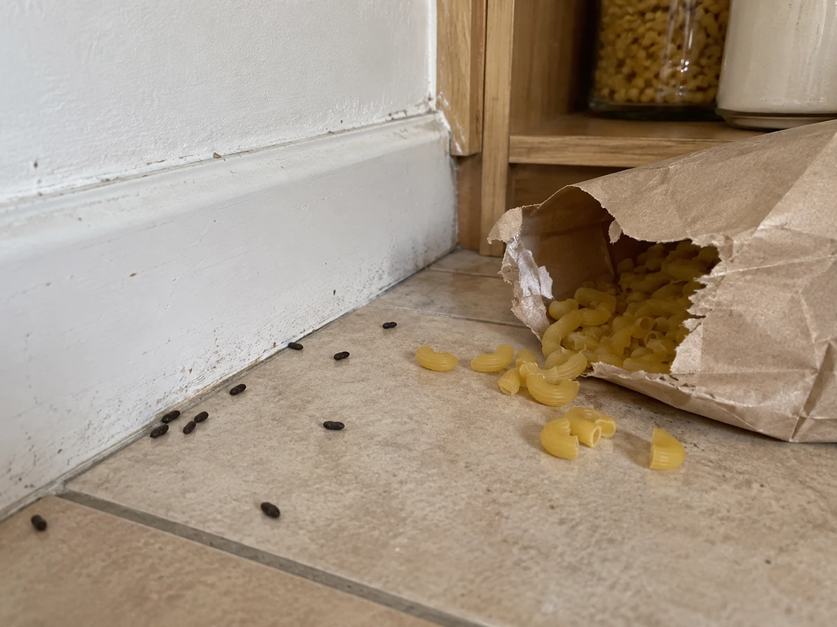 Rice-shaped droppings along the baseboard: identification photo (mice & rats)