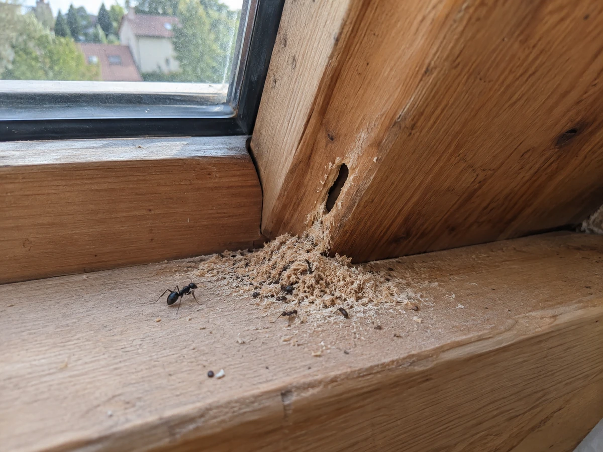 A small pile of pale sawdust under the skylight: identification photo (ants)