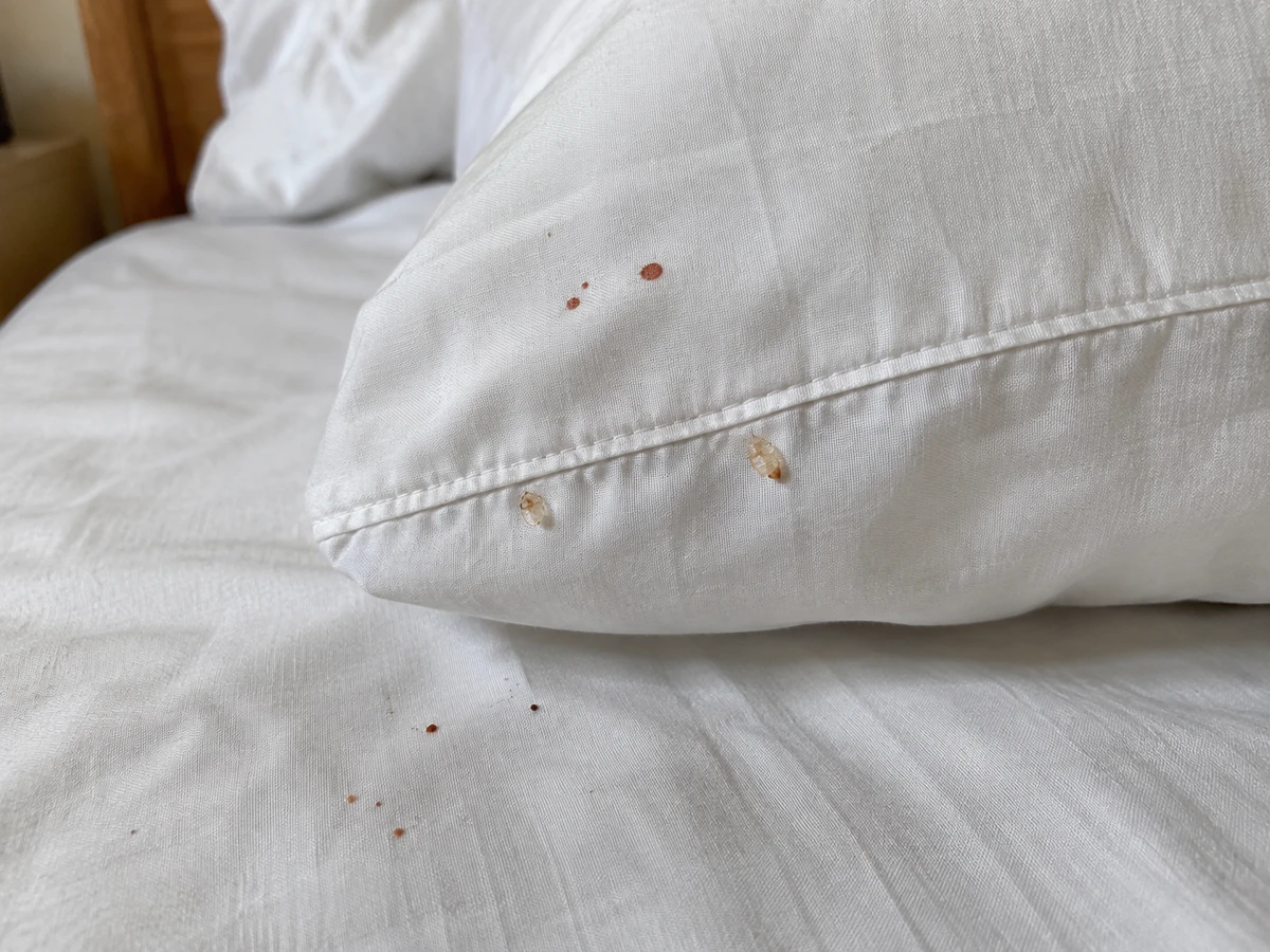 See-through shed skins and small blood spots on the sheets: identification photo (bed bugs)