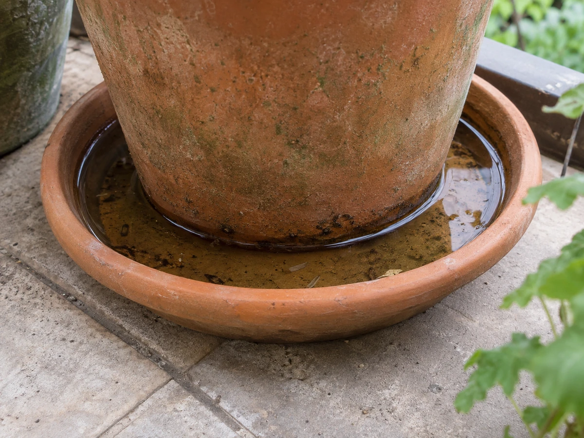 Standing water in the plant saucers: identification photo (mosquitoes)