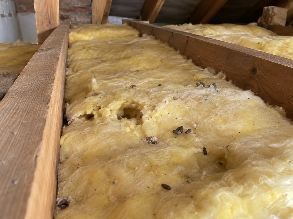 Tunnels in the attic insulation: identification photo (mice & rats)